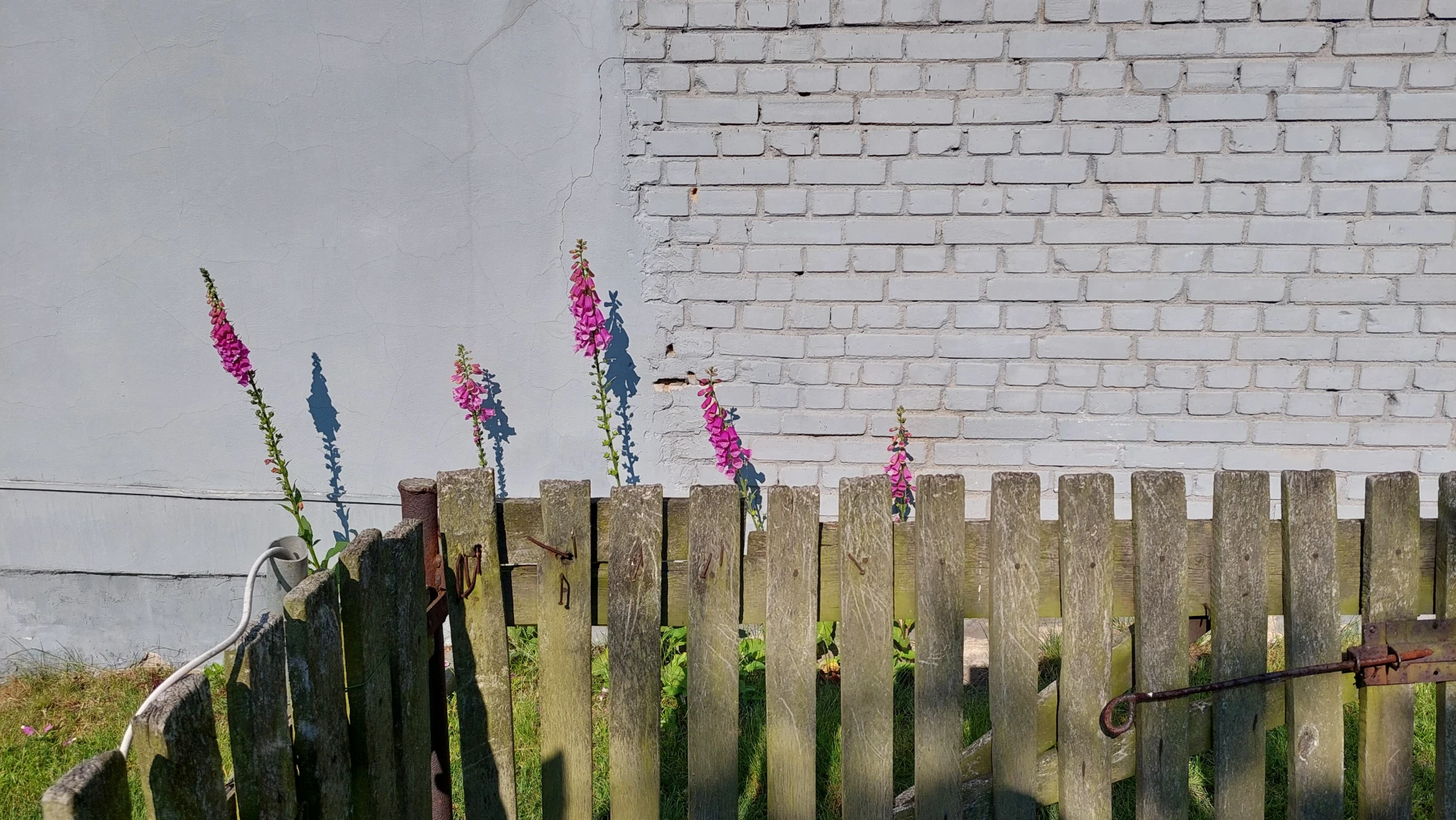 An artistic, 90-degree angle shot of the house facade, showing the foxgloves and the fence in an aesthetic composition.
