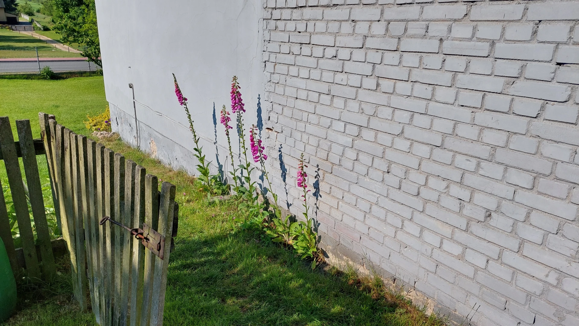 A sunny view of a grandmother's house wall and an old wooden gate with a metal rod, featuring a row of tall pink and purple foxgloves.